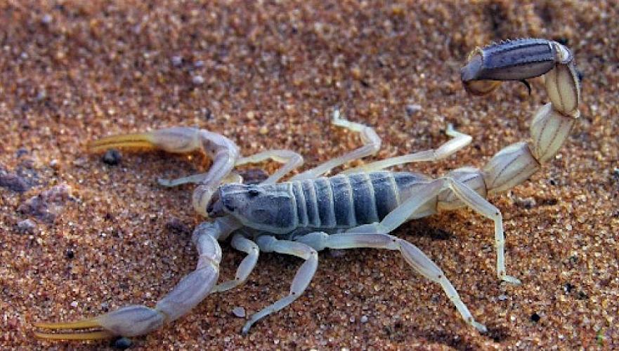 23 человека пострадали от укусов скорпионов в Атырауской области