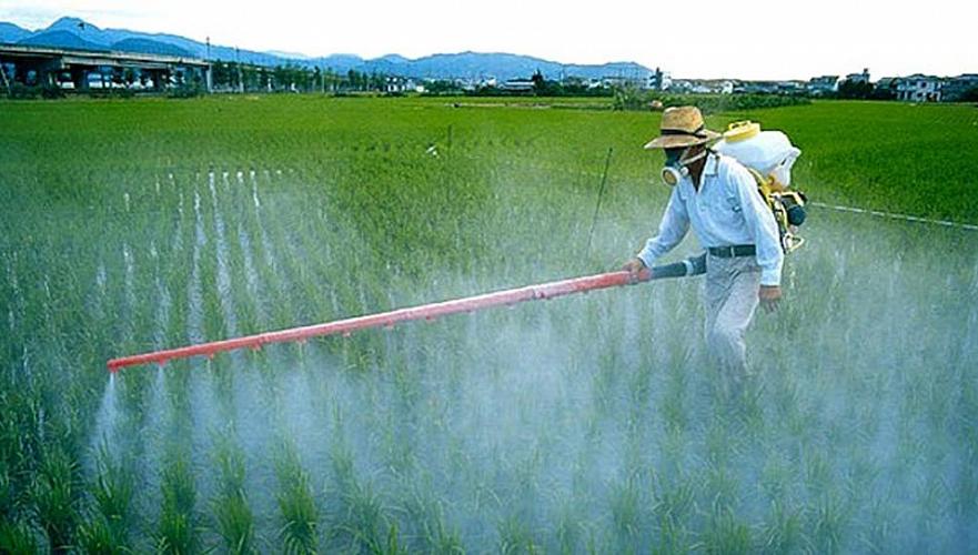 Незаконный ввоз и применение китайцами в ВКО нелегальных в РК пестицидов грозит международным скандалом – экоактивист