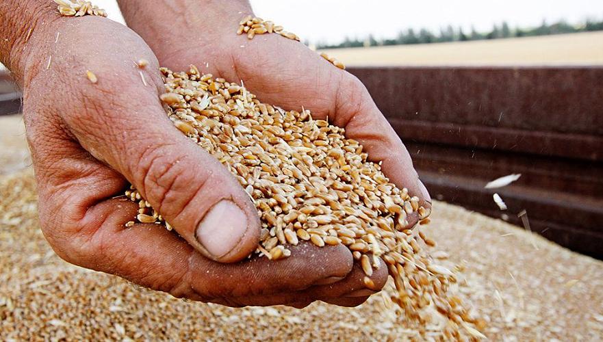 МСХ довело Казахстан до уровня Литвы как производителя и экспортера пшеницы – мажилис 