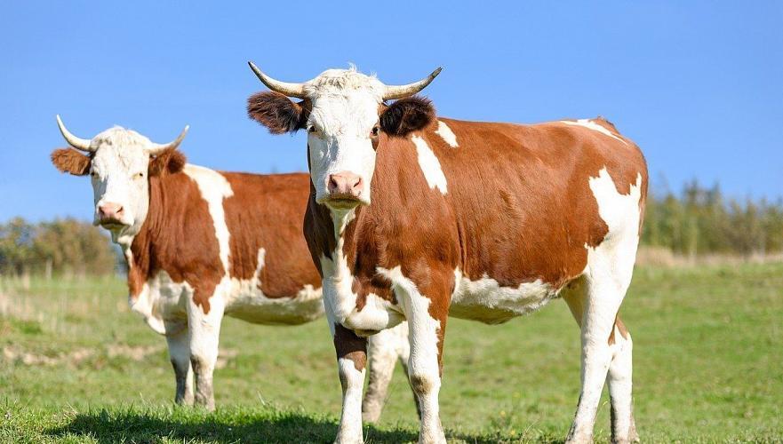 От неизвестной болезни гибнет скот в Акмолинской области и СКО