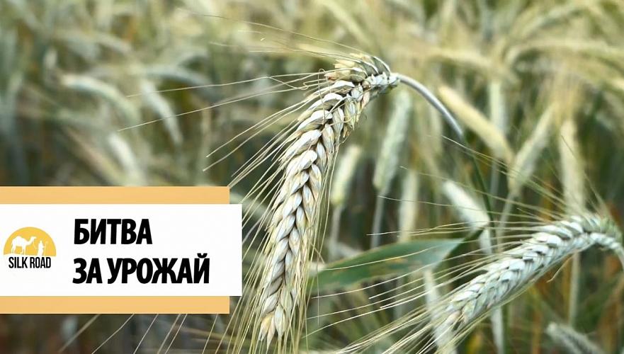 Урожай гибнет в Алматинской области!