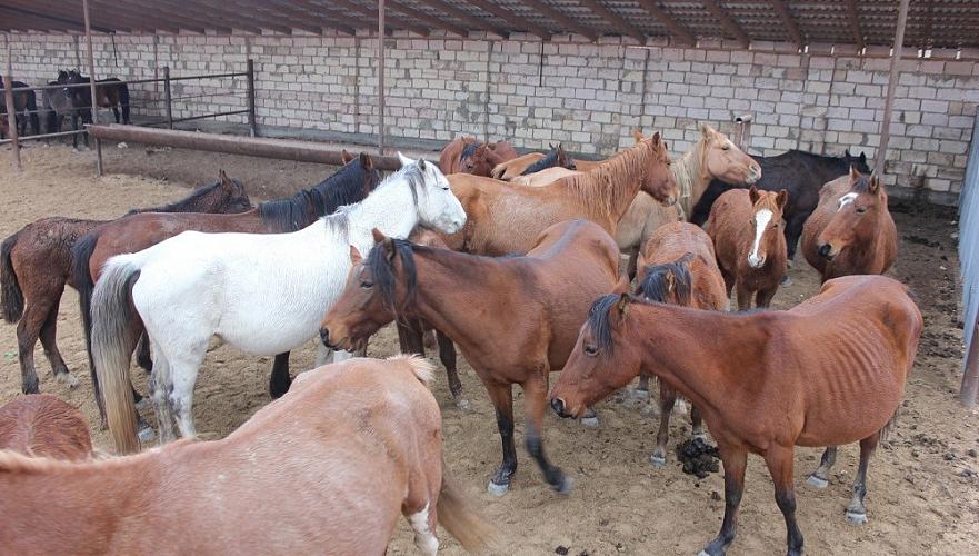 Владельцев домашнего скота в Мангистау начали штрафовать за отсутствие светоотражающих лент на животных