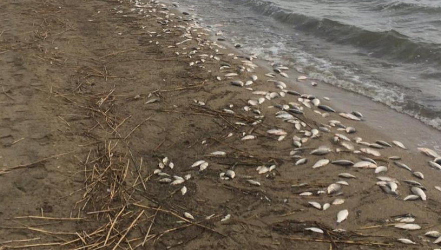 Массовая гибель рыбы произошла на озере в СКО