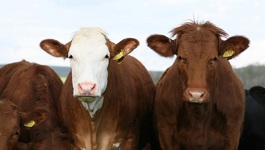 Минсельхоз объяснил рост цен на мясо в Казахстане массовым экспортом живого скота