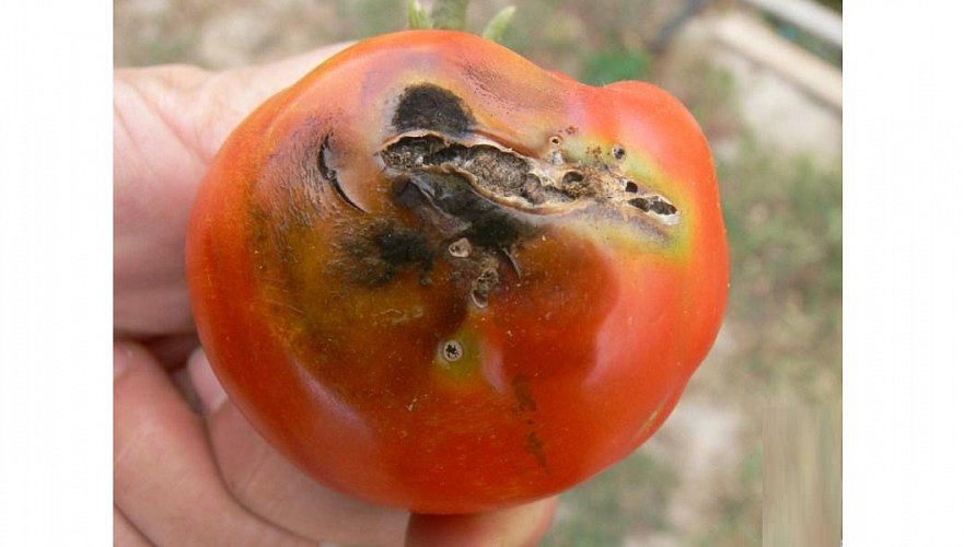 Южноамериканский вредитель выявлен Россельхознадзором в томатах из Казахстана