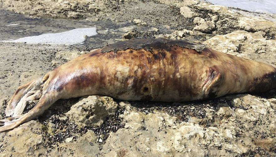 Туши мертвых тюленей продолжают находить на берегу Каспия