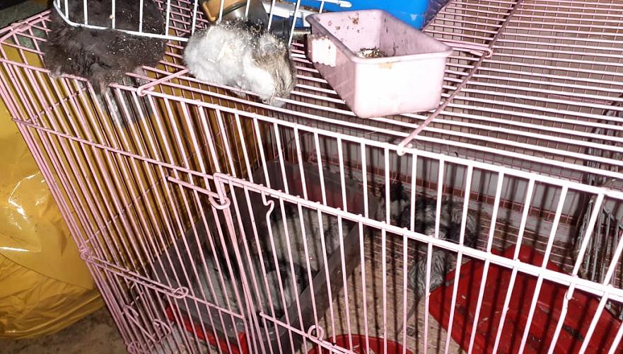Более 20 животных погибли при пожаре в зоомагазине Павлодара