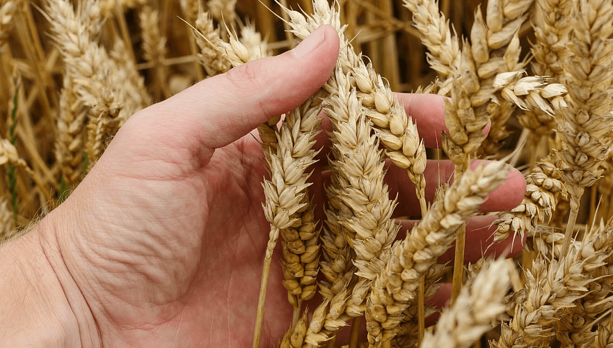Казахстан может предоставить 1 тыс. тонн высокорепродуктивных семян «озимки» Кыргызстану