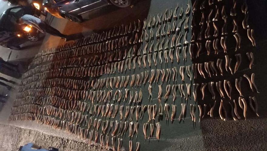 Более тысячи рогов сайги изъяли полицейские ЗКО 