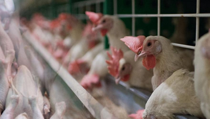 Казахстан ограничил ввоз мяса птицы из Украины из-за вспышки птичьего гриппа