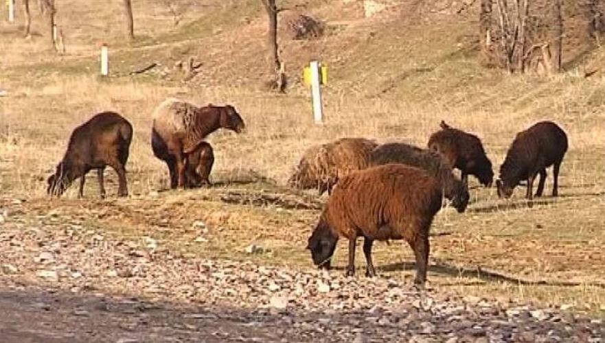 Депутаты маслихата Туркестанской области обеспокоены нехваткой пастбищ 