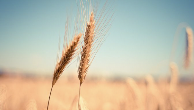 Экспортные цены на пшеницу из России в Казахстан продолжают падать