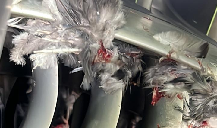 Птица попала в двигатель самолета Air Astana при выполнении рейса Алматы – Атырау