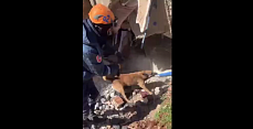 Казахстанский пес-спасатель сигнализировал о возможно живом человеке под завалами в Турции