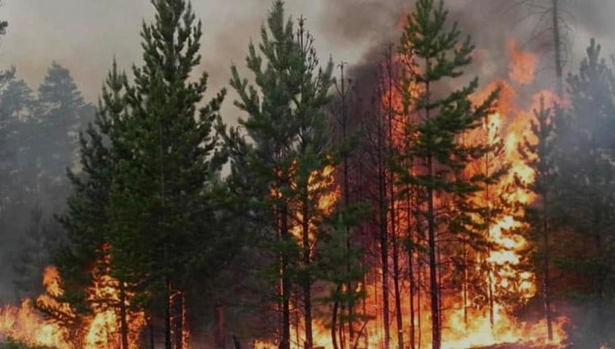 Лес горит в труднодоступной местности в «Семей Орманы»