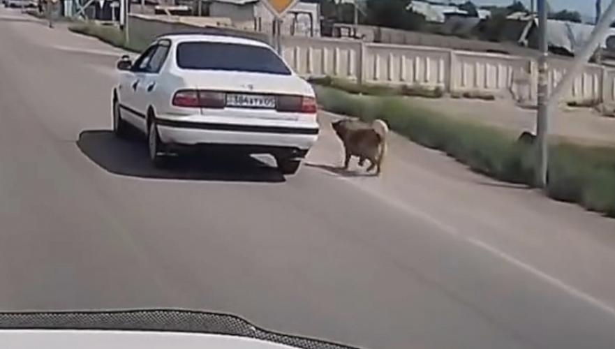 Привязавшего собаку к машине для «выгула» оштрафовали в Алматинской области