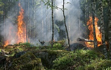 Жители трех населенных пунктов покинули свои дома из-за крупного лесного пожара в Абае