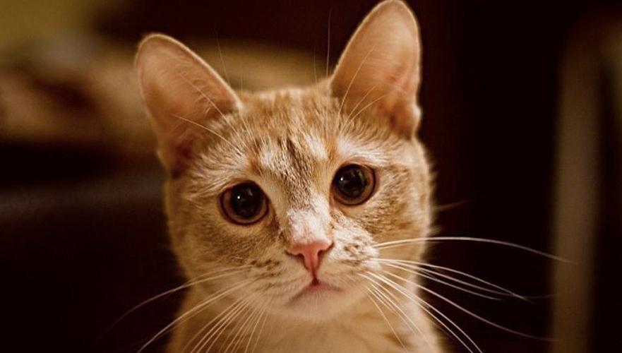 В Атырауской области мать троих детей раз в месяц вешала кошек «для успокоения» 