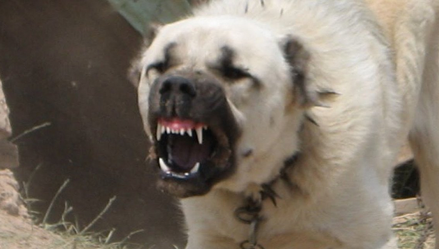 Лишившаяся ноги после нападения алабая выиграла иск против хозяев собаки в Атбасаре
