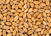 Казахстан запретил ввоз пшеницы из ЕАЭС и третьих стран авто- и жд-транспортом